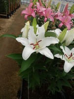 [5524 PO24 Arctic Snow No01.JPG]